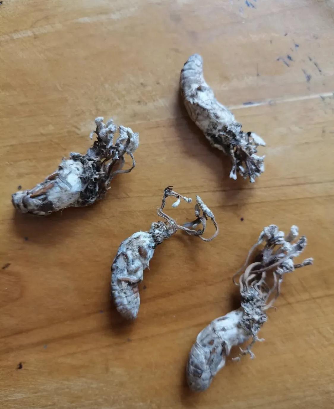 有哪位见多识广的认识这个吗？