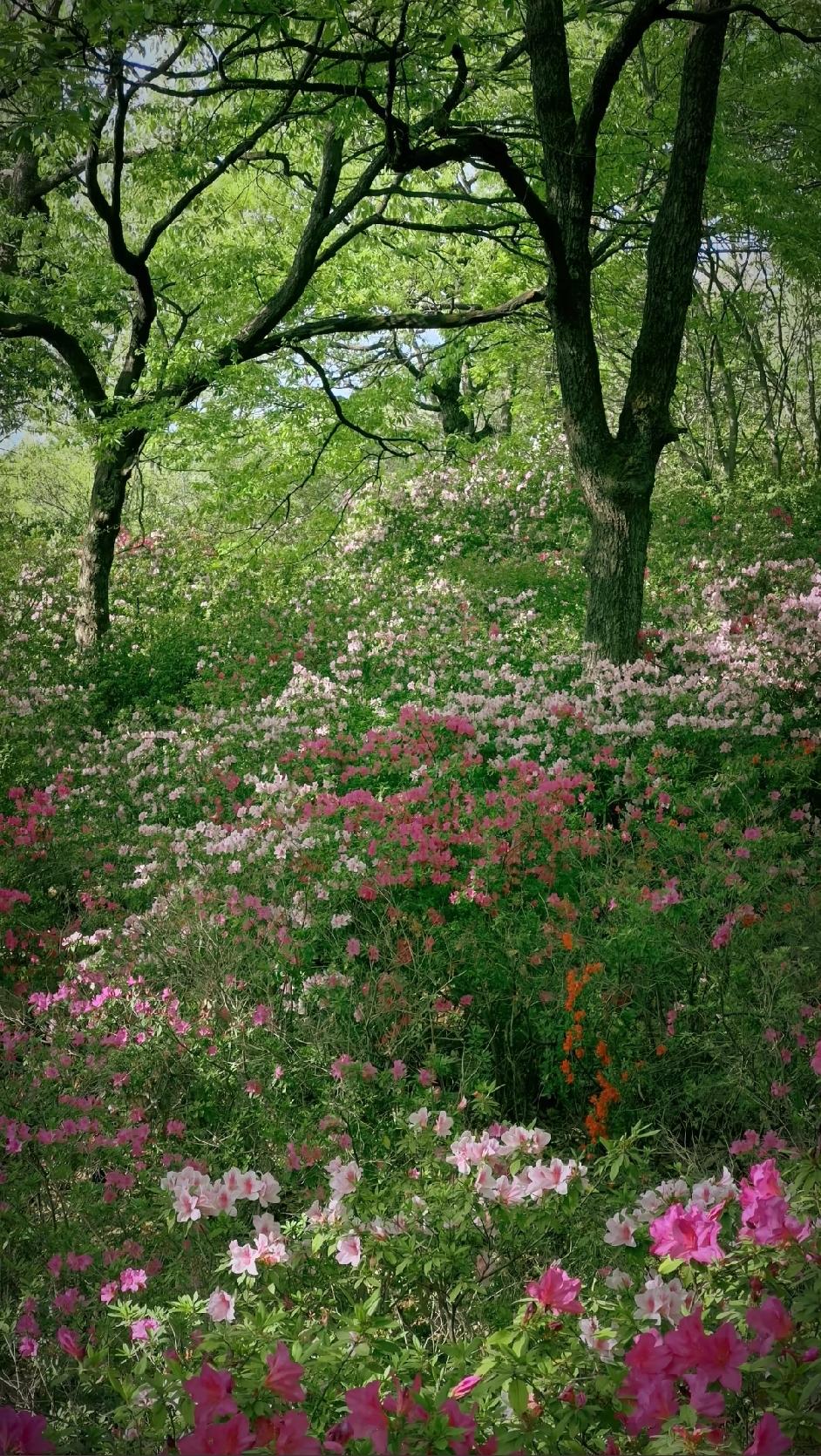 分享我这周有趣的事：
我这周感冒发烧卧床五天，几乎一周都是在病中度过。不过今天身