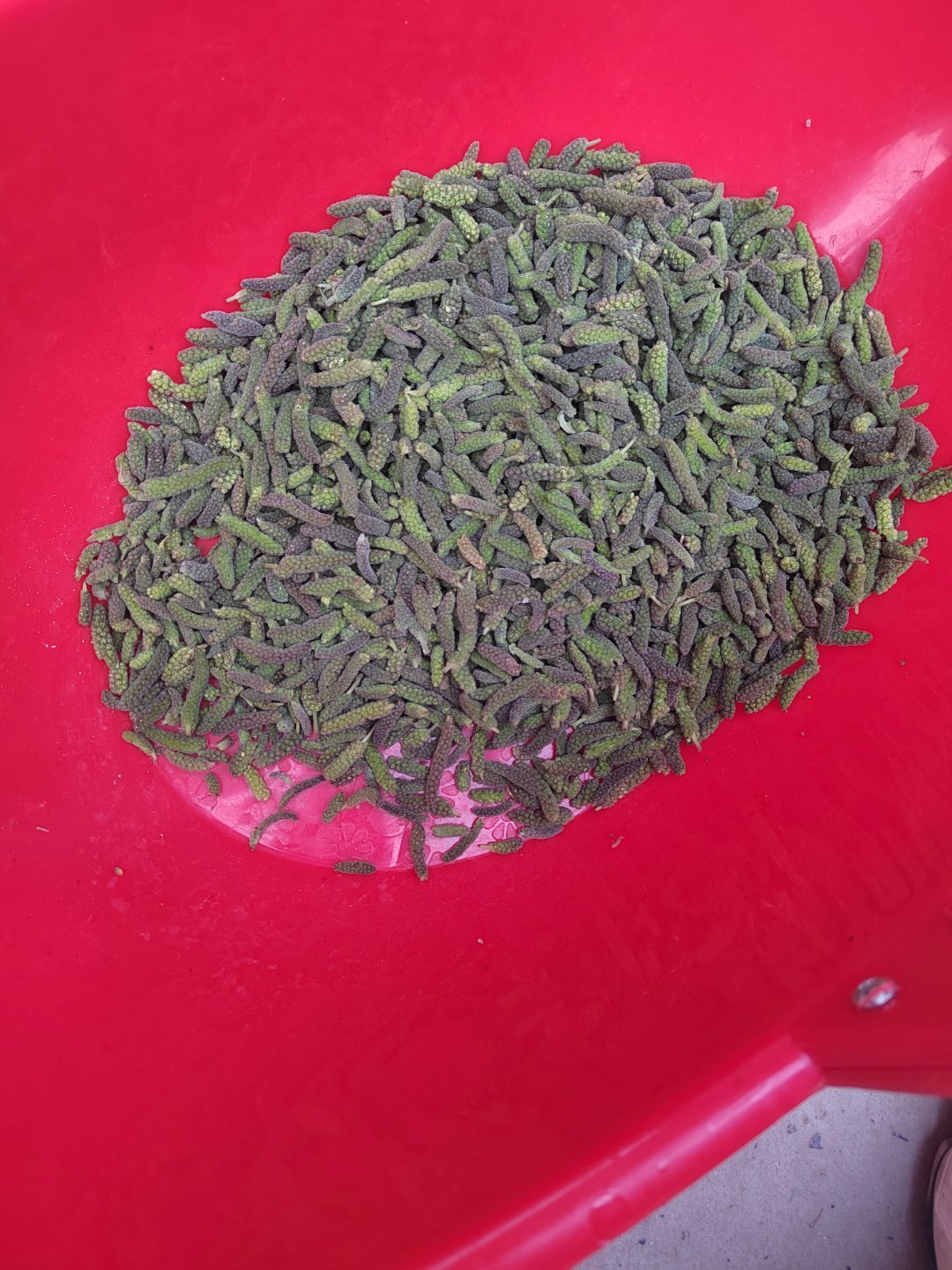 你们吃过这个菜吗每天摸鱼打卡