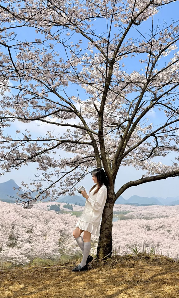 10张live图告诉你，3.11的平坝樱花有多美～