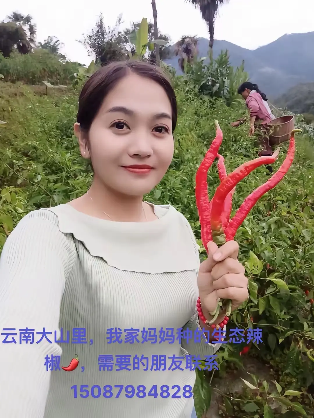 云南哀牢山脚下的生态红辣椒！需要的朋友联系，帮妈妈卖的！今年种的比较多