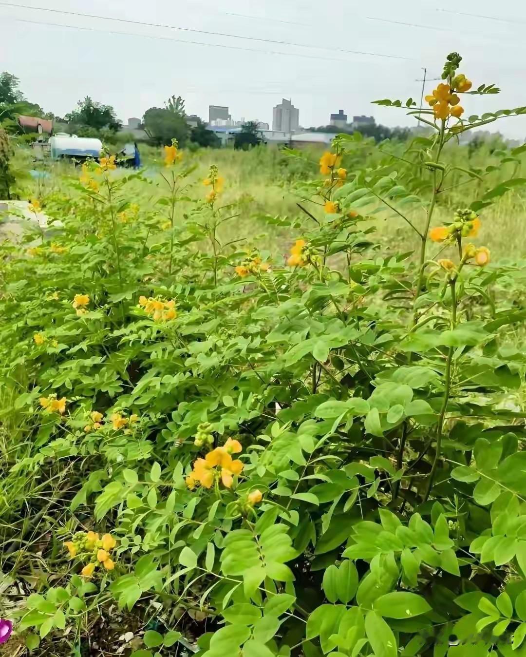 这种植物叫我们村里人叫羊角豆或盲角豆


学名望江南：毒蛇克星，清肝解毒的珍贵野