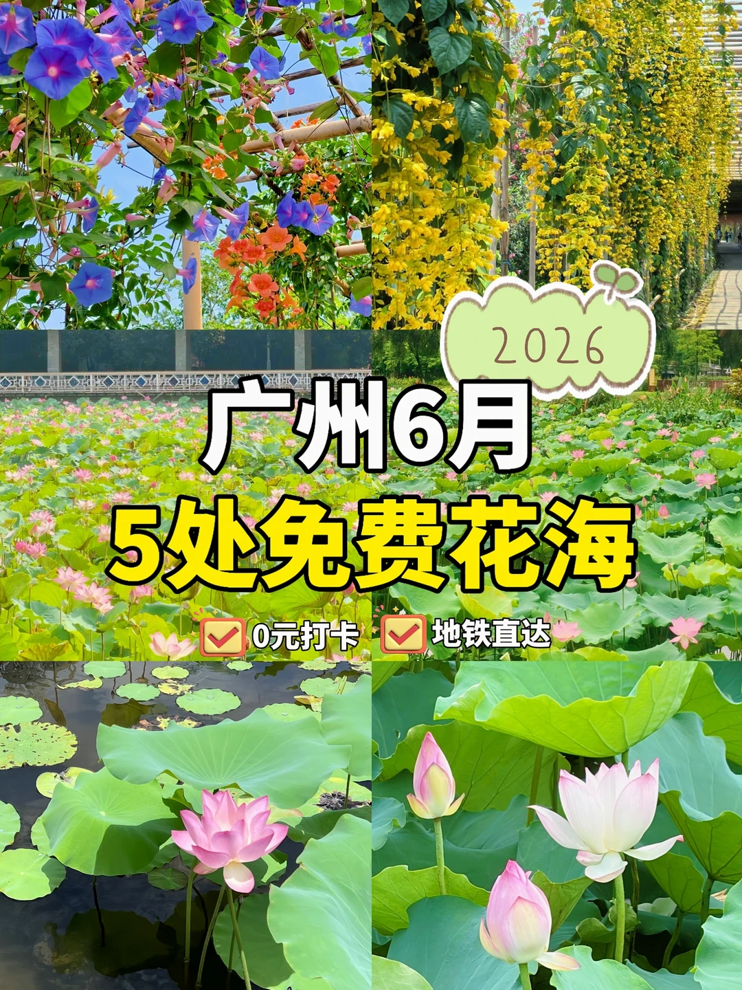 🌸广州6月5处免费花海｜梦幻花廊+赏荷