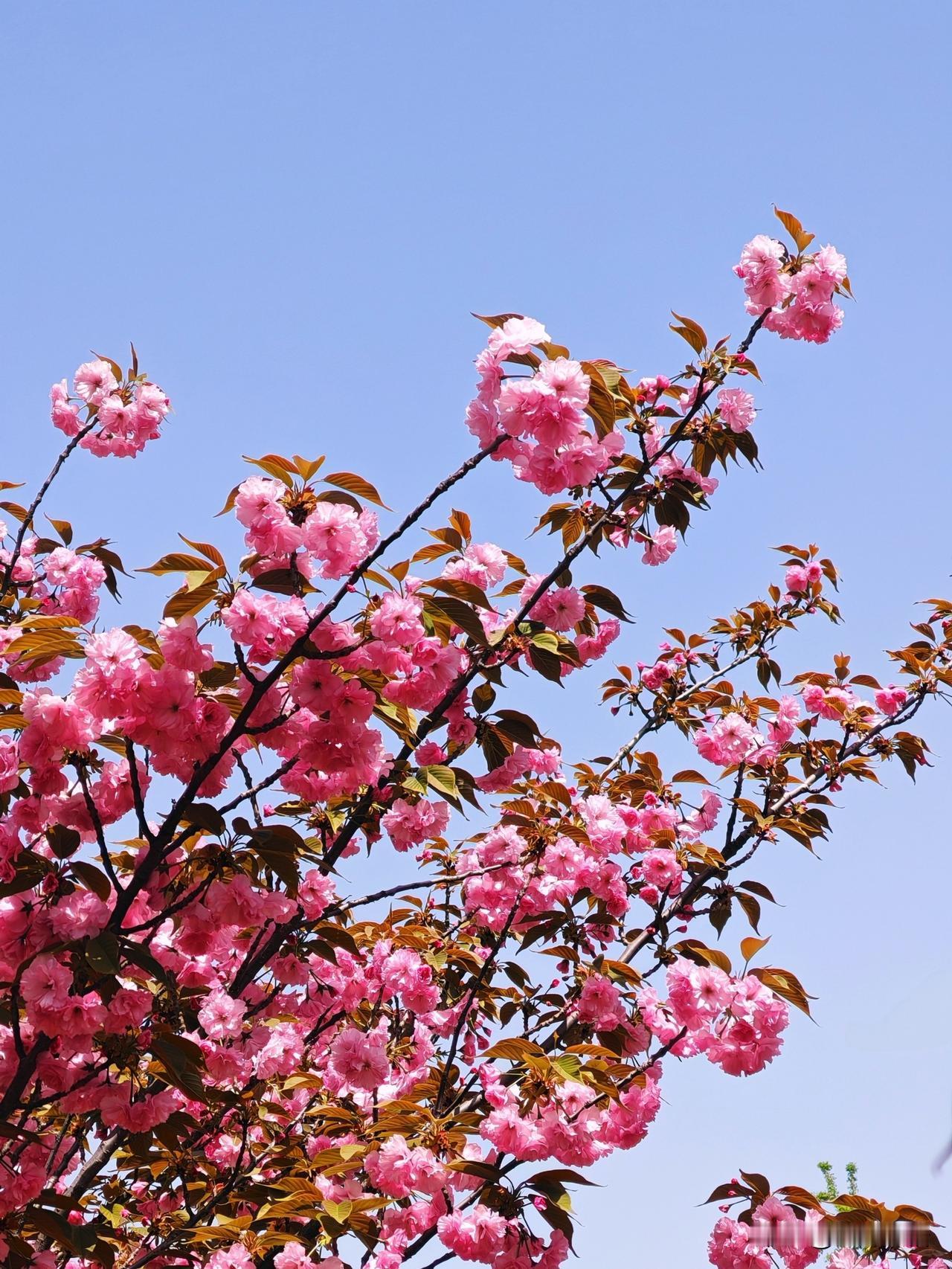 粉黛映晴空，花枝拂碧霄。