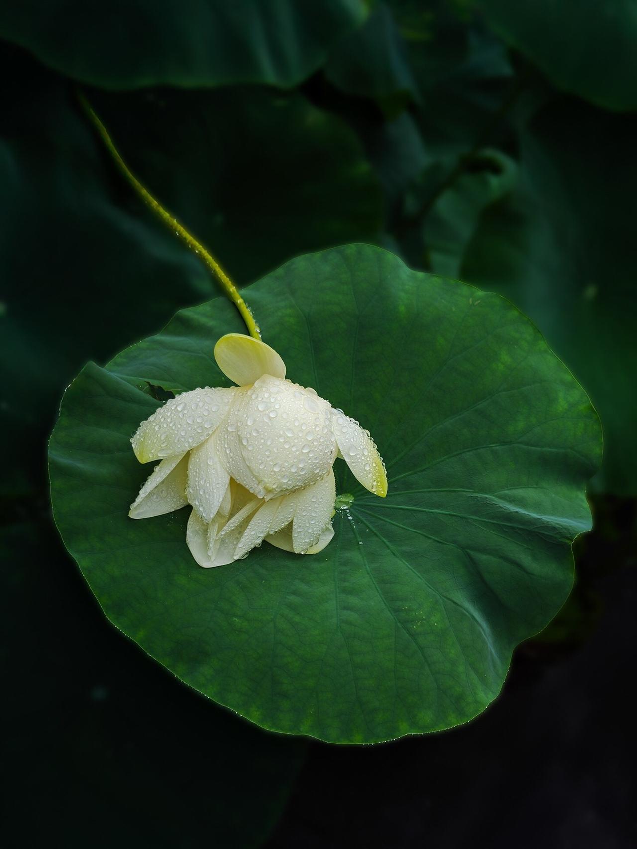 前期实拍：郭敏芳 ➔ 后期造境：大雷视界。
一朵雨后清荷，在水墨没骨的晕染下化作