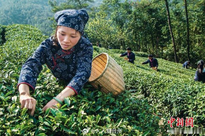 台州天台用工业思维重新定义一杯茶 台州天台茶园10.3万亩，占台州全市50%以上