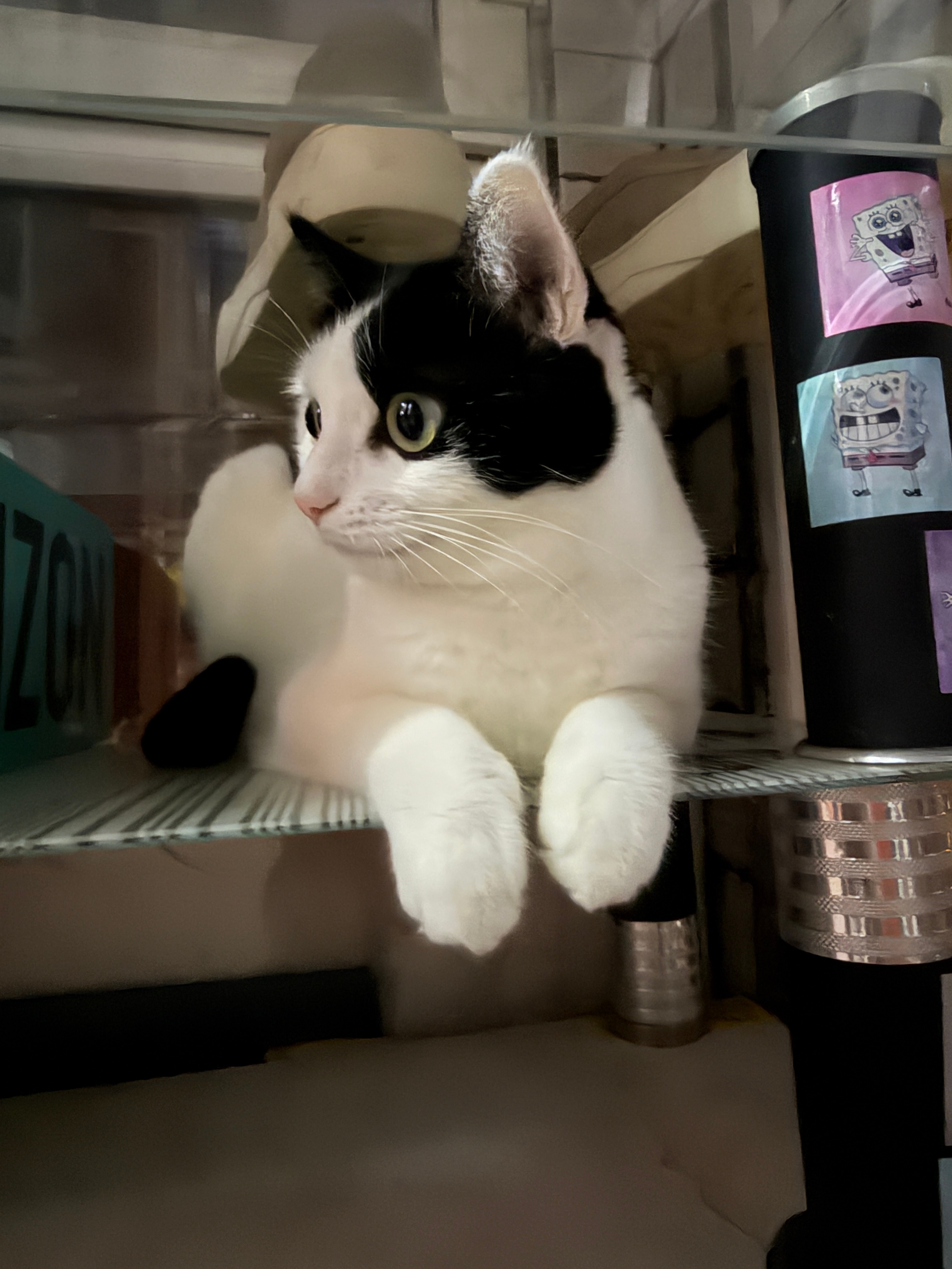 奶牛猫真的好可爱[奶牛猫][奶牛猫][奶牛猫][奶牛猫] ​​​
