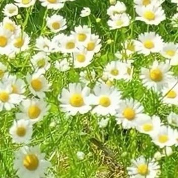 人并非因日渐老去才停止逐梦，而因停止逐梦而日渐老去。    ——加西亚·马尔克斯