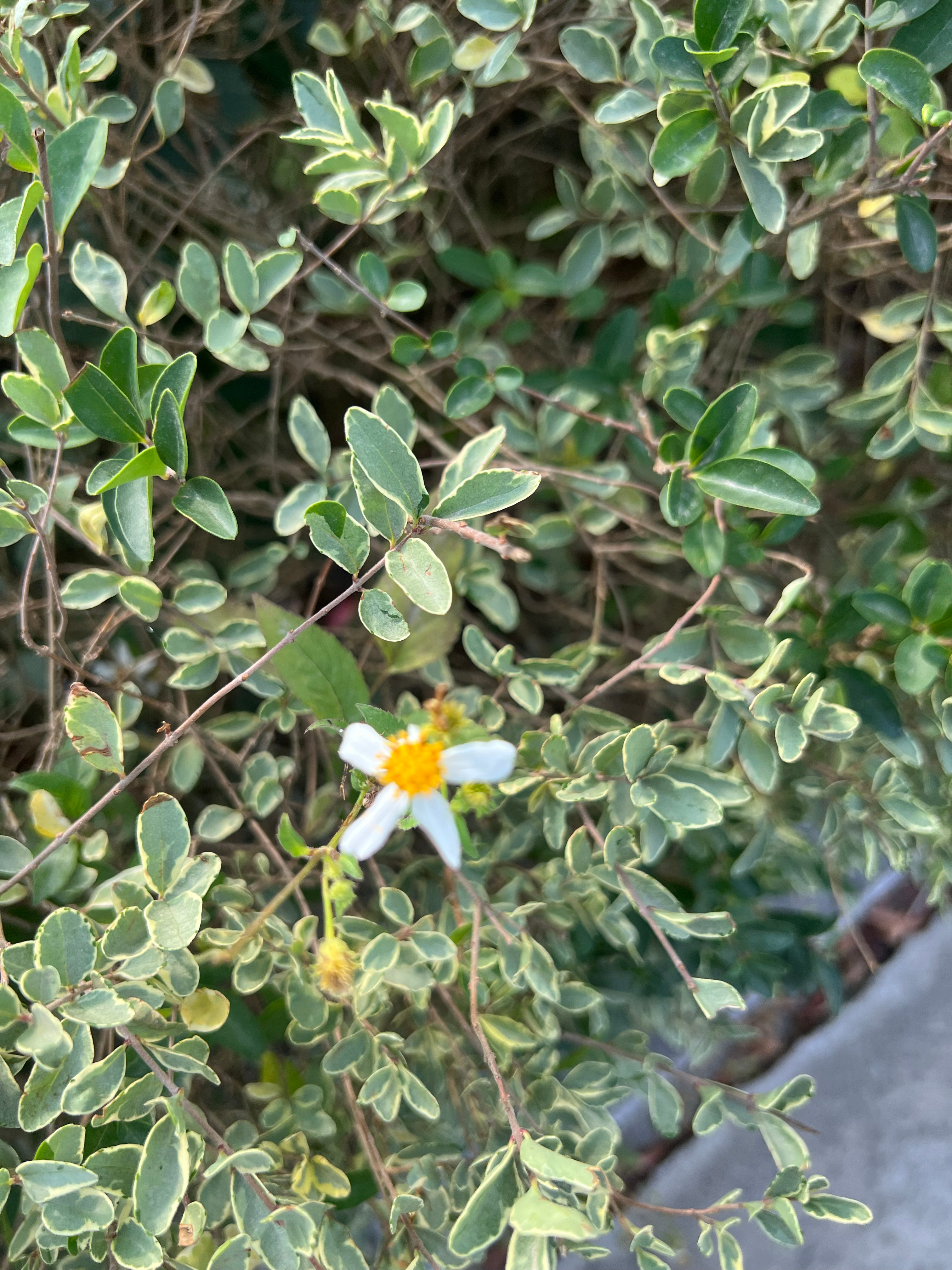 今天的活动量足够了～白色裤子玩成了黑色裤子～吃了烤肠，冰淇淋丢了圈圈( 40蚊只