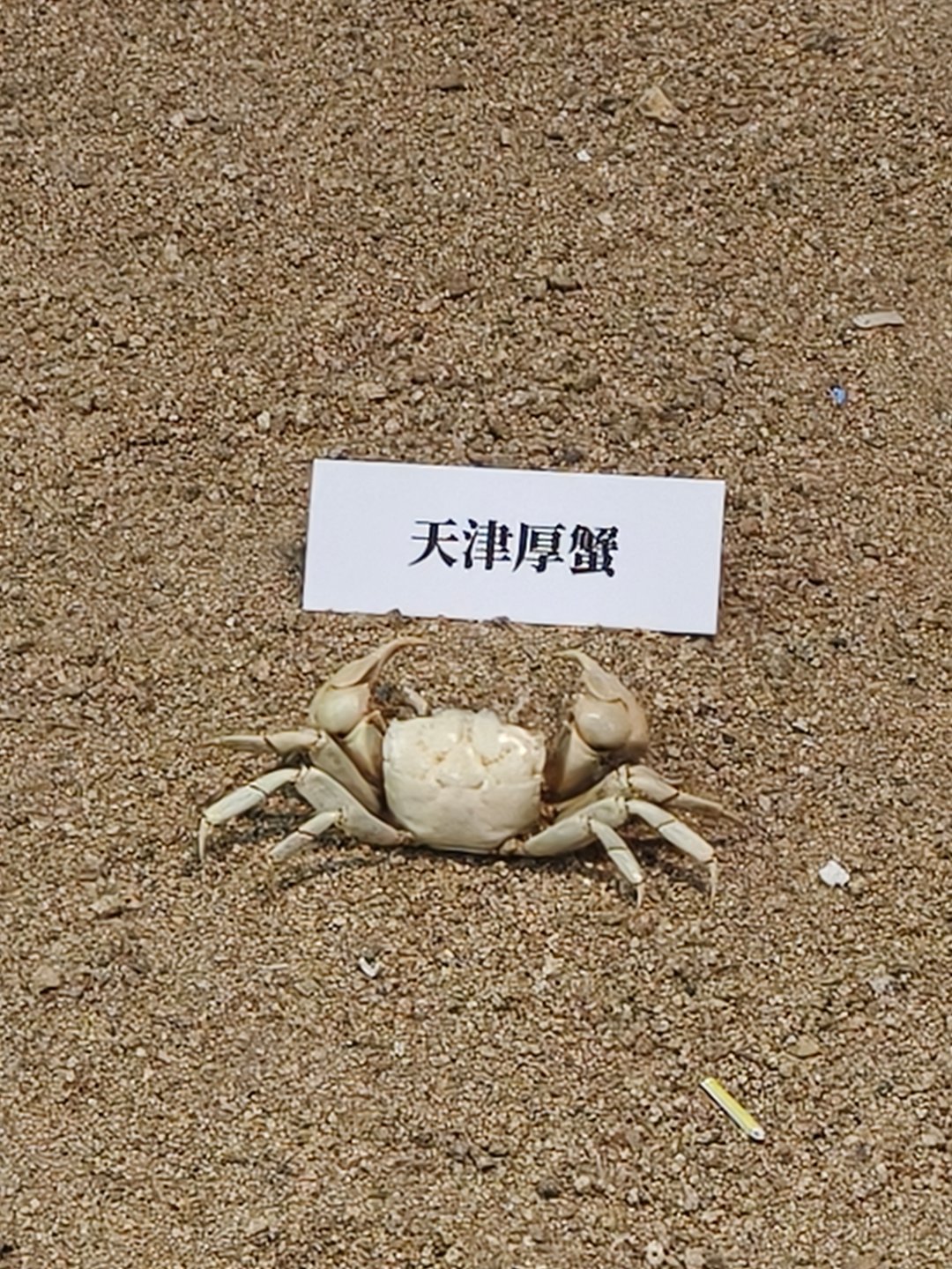 厚礼蟹 