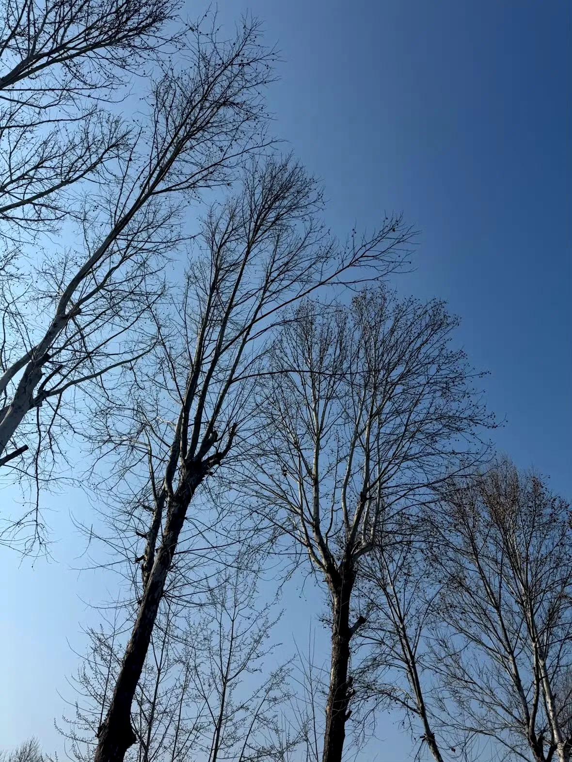 春日生活打卡季明天比赛真多啊，短道速滑全国冠军赛上午九点就开始资格赛，全运会女排