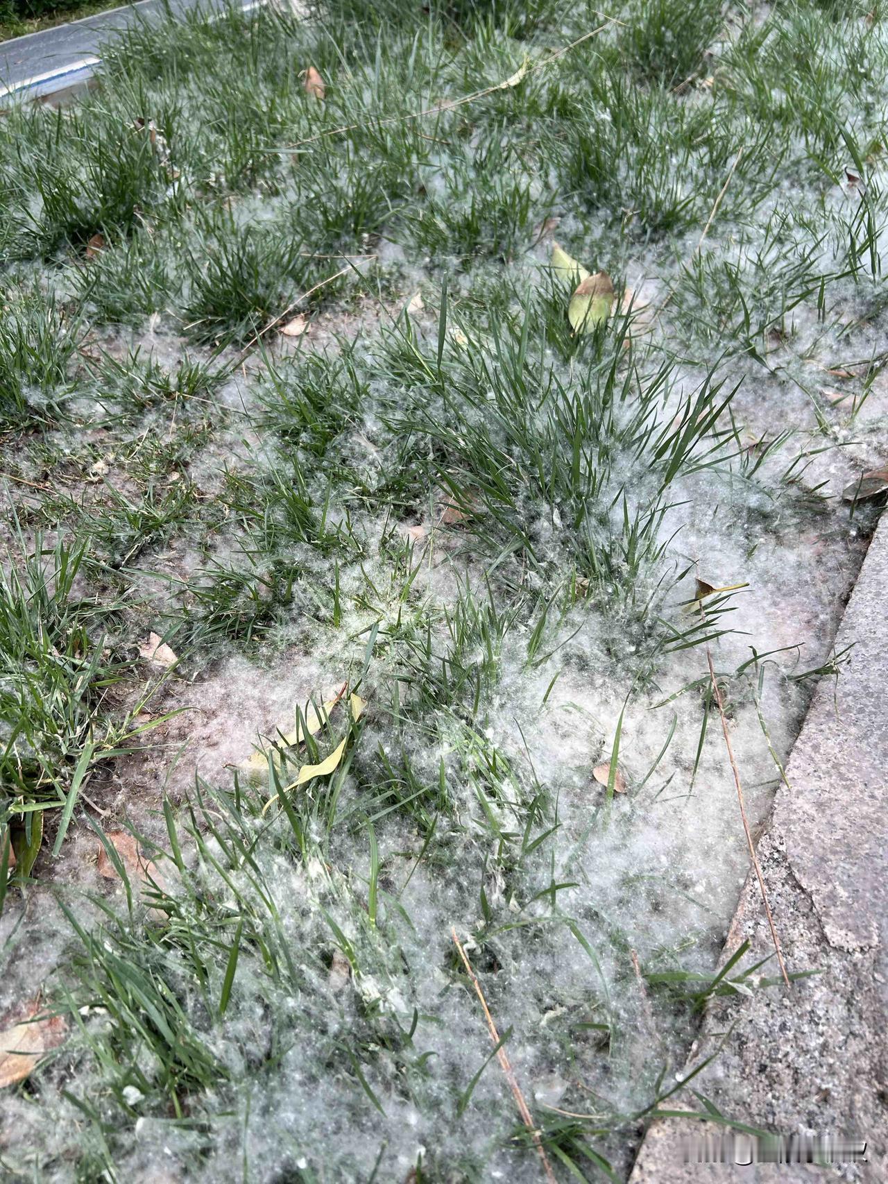 四月天下雪了！

如果这几天有朋友来济南，尤其是去护城河、大明湖、趵突泉等有水的