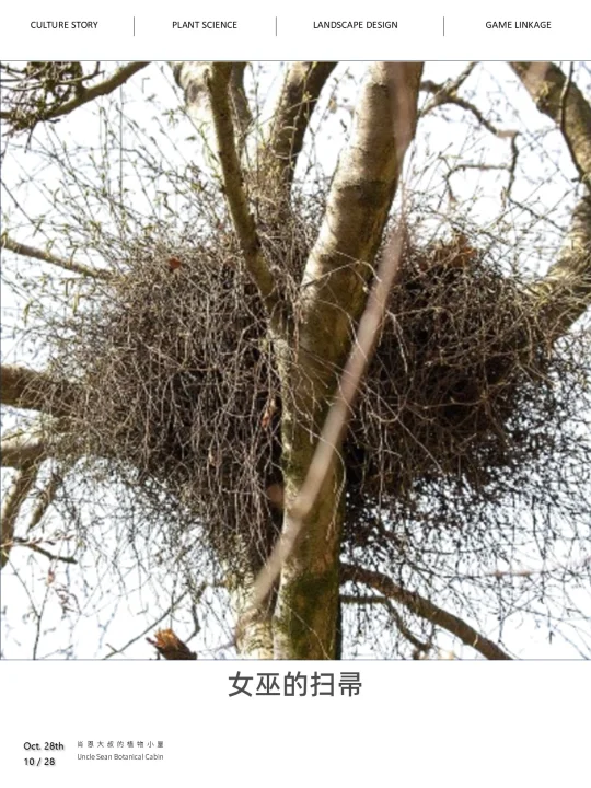 🌳女巫扫帚，你在树梢上看到的不是鸟巢