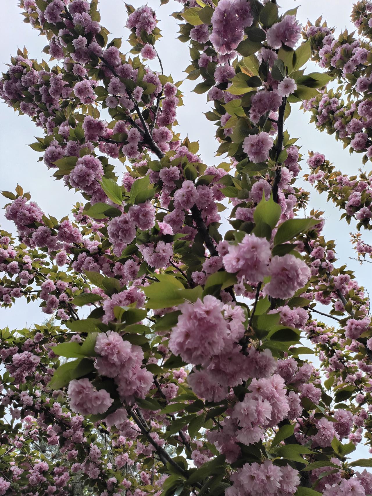 赏樱手机随拍暮春时节，重瓣樱花如约而至。层层叠叠的粉红花云缀满枝头，嫩绿新叶轻托