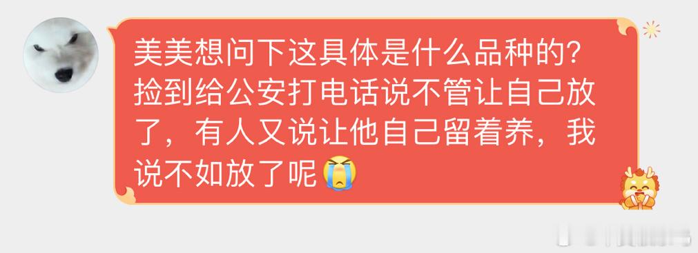 #鸟粉投稿# 【红角鸮】🦉的宝宝  灰不溜秋的像抹布猫头鹰是保护鸟类，私人饲养