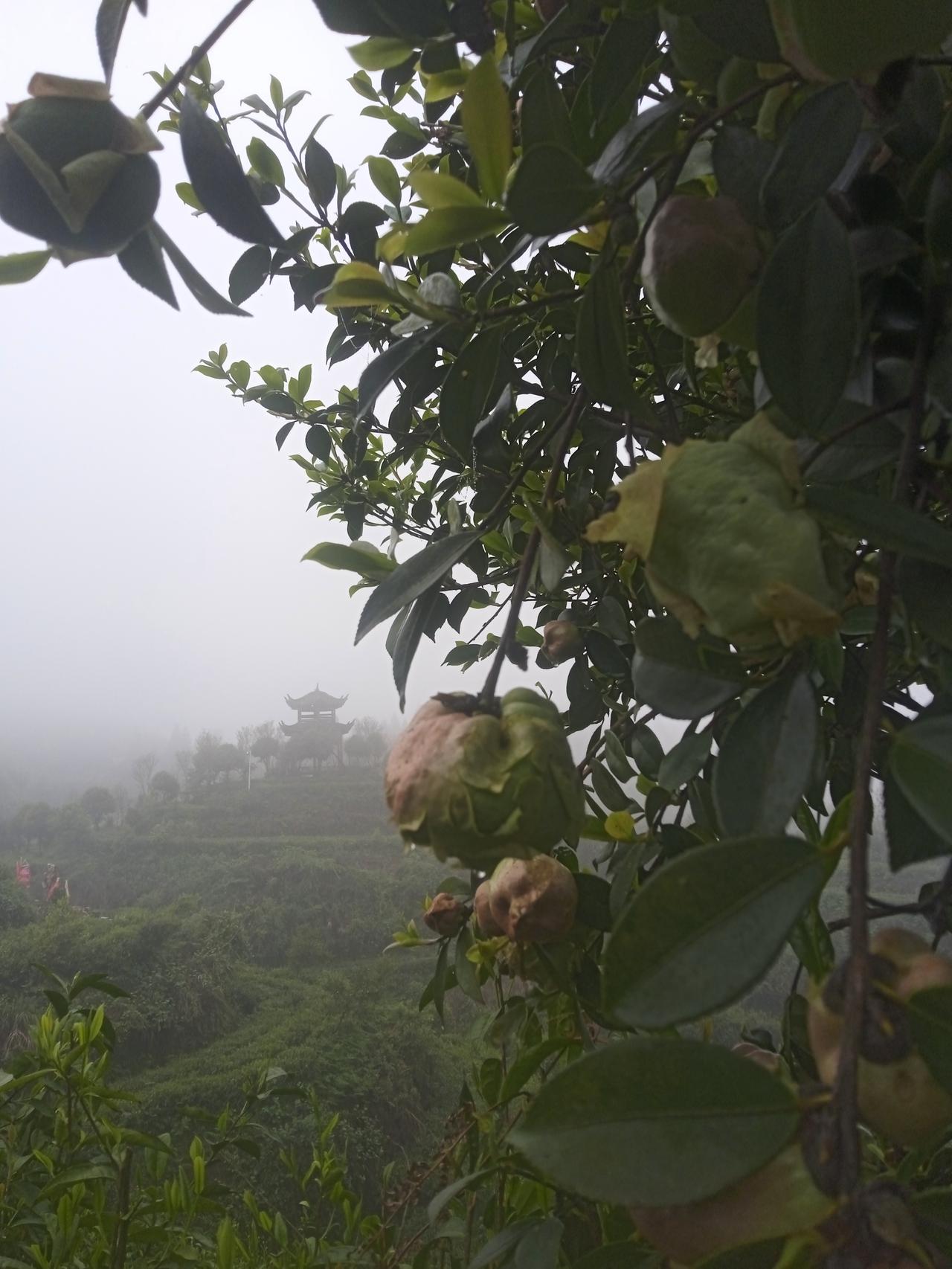 有的癌症是治得好的，你信吗？
我一个叫大伯的人，73岁时做的肝癌部分切除手术，到