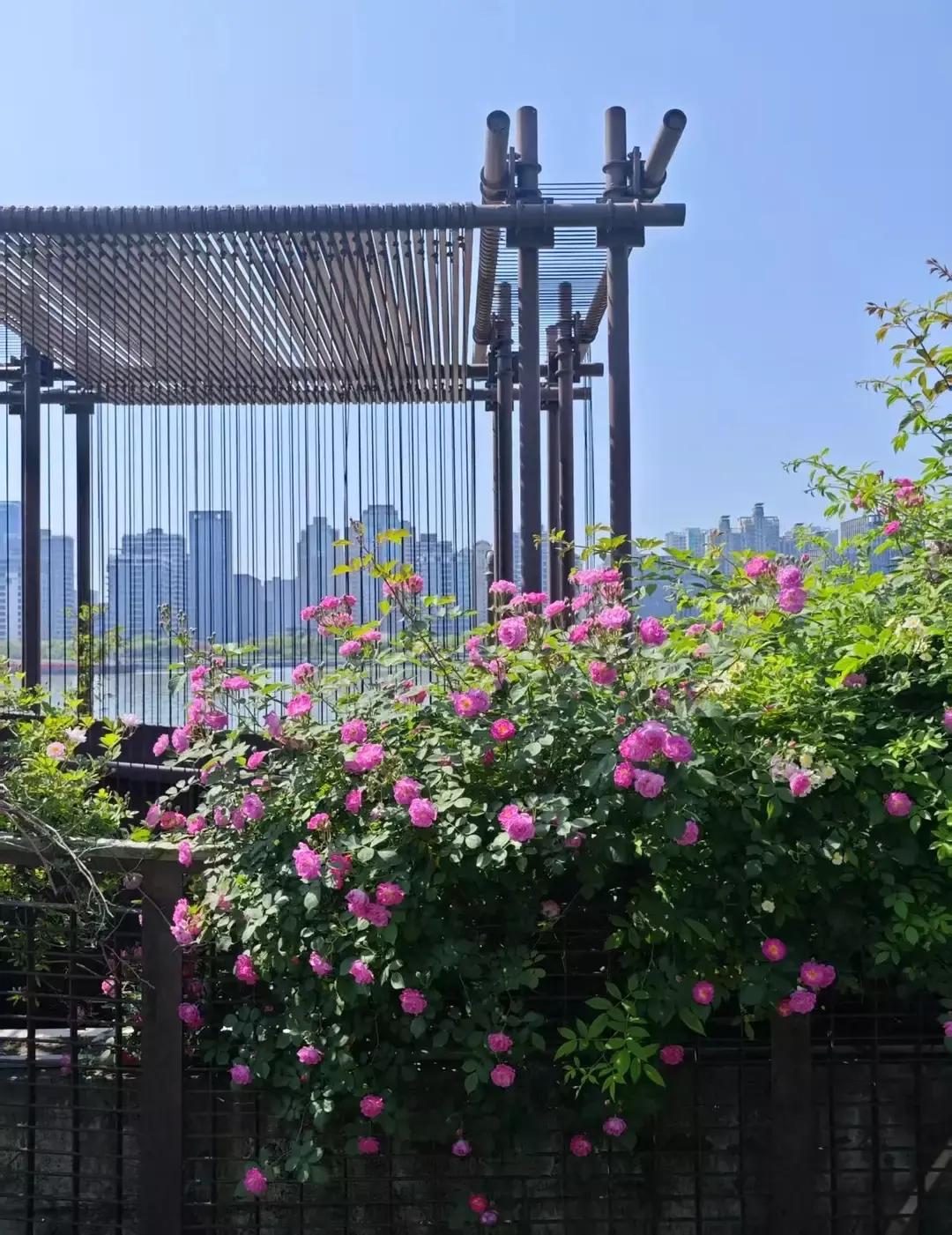 暖风轻拂，柳絮漫飞，繁花落尽，草木葱茏。褪去初春的青涩，告别盛春的浓烈，暮春自有