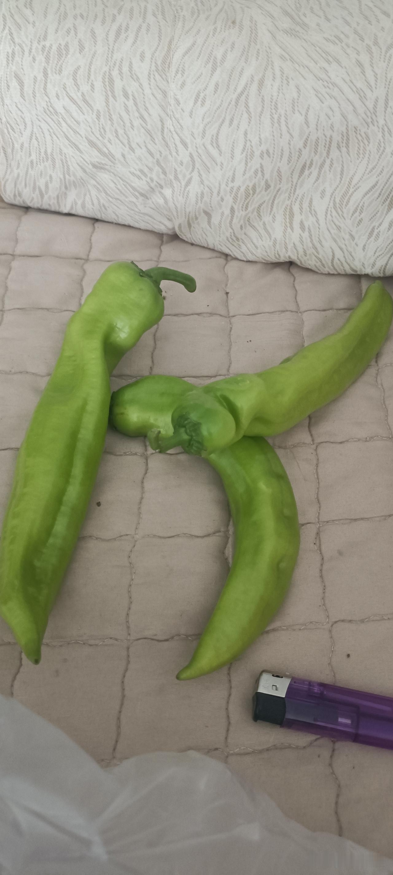 种菜不挣钱原因就在这…
看下图，三个辣椒，超市卖了六毛钱，平均一个三毛钱。
假设