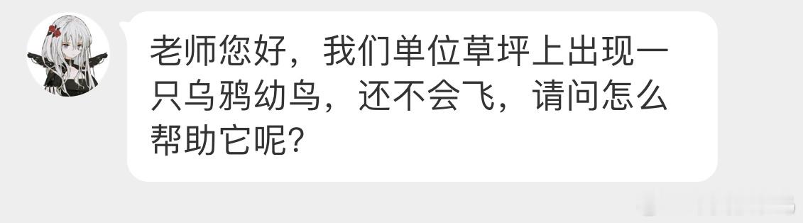 鸟粉投稿 草坪上发现一只【大嘴乌鸦】幼鸟头顶有大鸟在叫就不用管它啦父母会引导它在