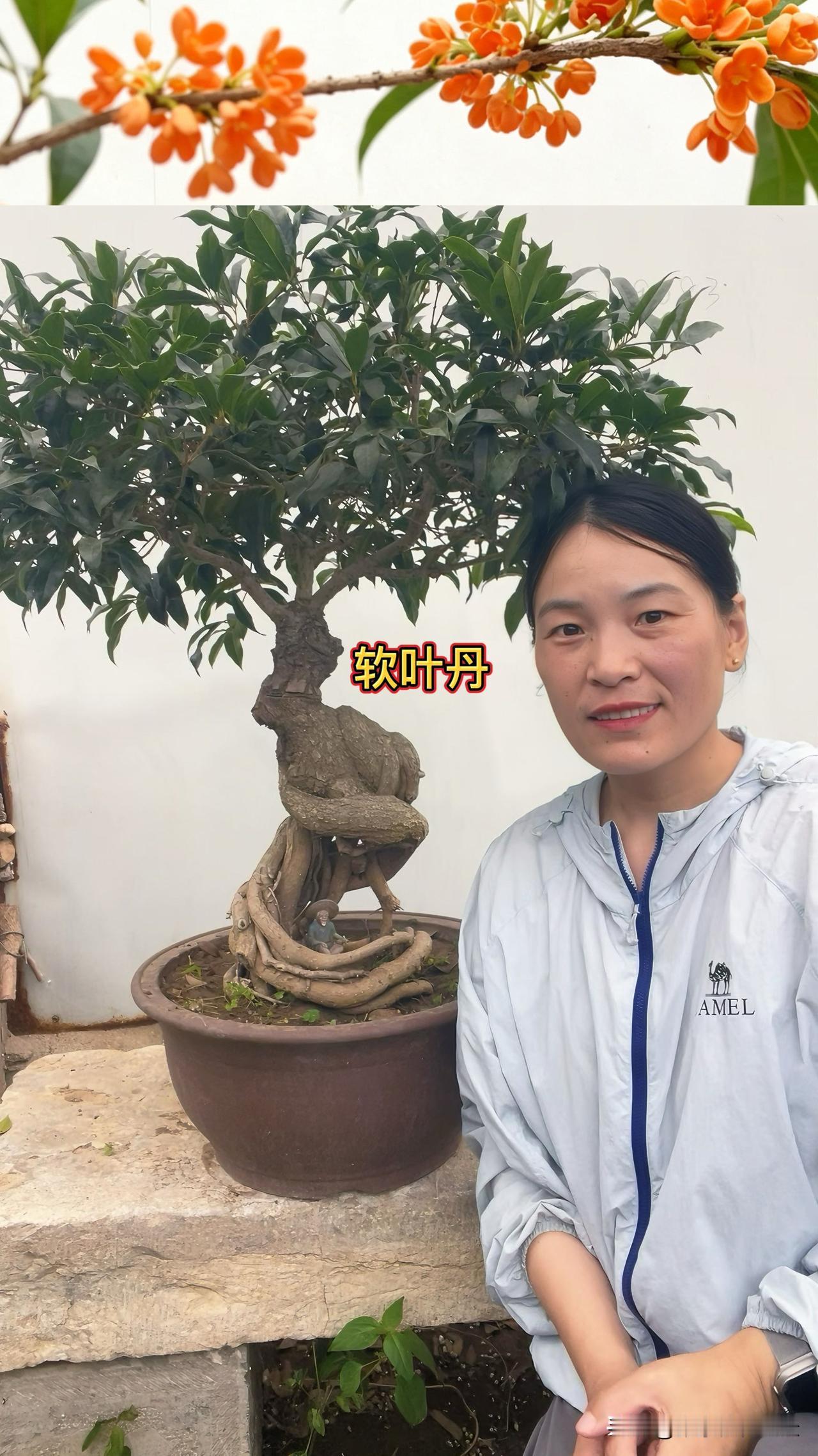 养花的土用久了要不要换?看情况，就拿桂花来说，更换盆土没有固定周期，一般在盆里养