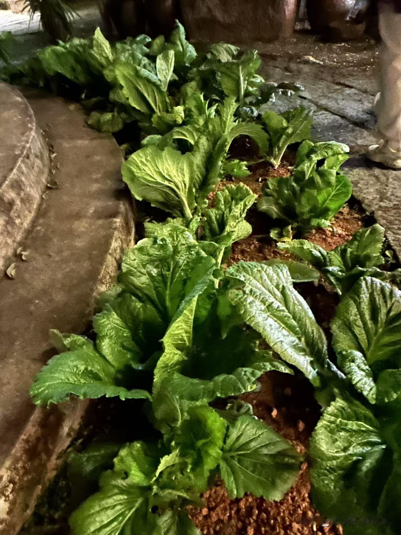 今天上午从孝昌出发，下午到达江西宜丰县，在一家饭店门口看到一种植物，当地人叫做梅