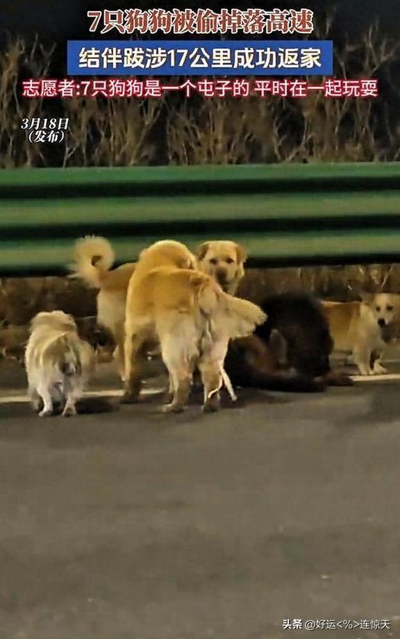 长春这事儿真神奇了，7条狗横跨17公里，居然全都避开危险摸回家了。要知道那可是车