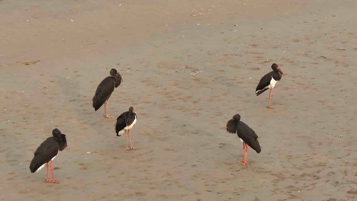 菏泽东明黄河滩首次迎来“鸟中大熊猫”，6只黑鹳现身印证生态之变