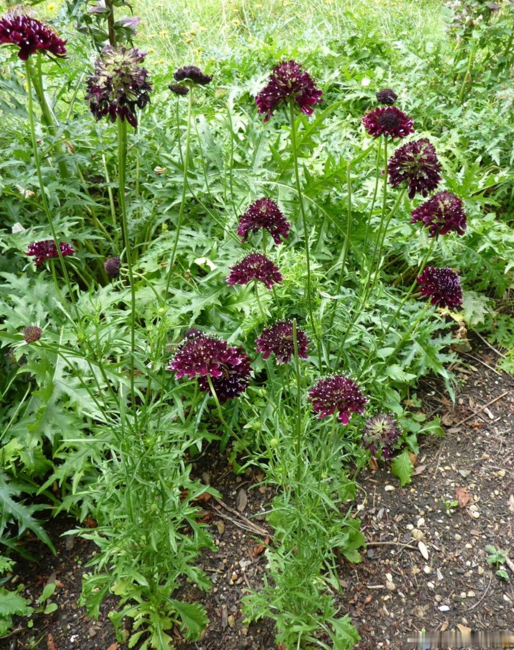 ～365植物心语～ 🌿✨📅 0️⃣6️⃣月1️⃣1️⃣日今日植物：轮峰菊（蓝