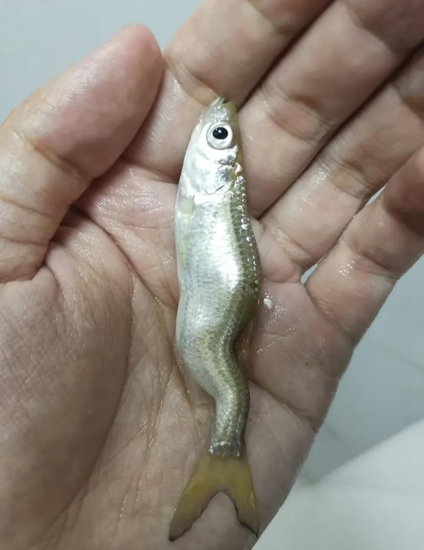 鱼为什么是弯的?
钓的时候没注意，最后走的时候发现有两条都是弯的