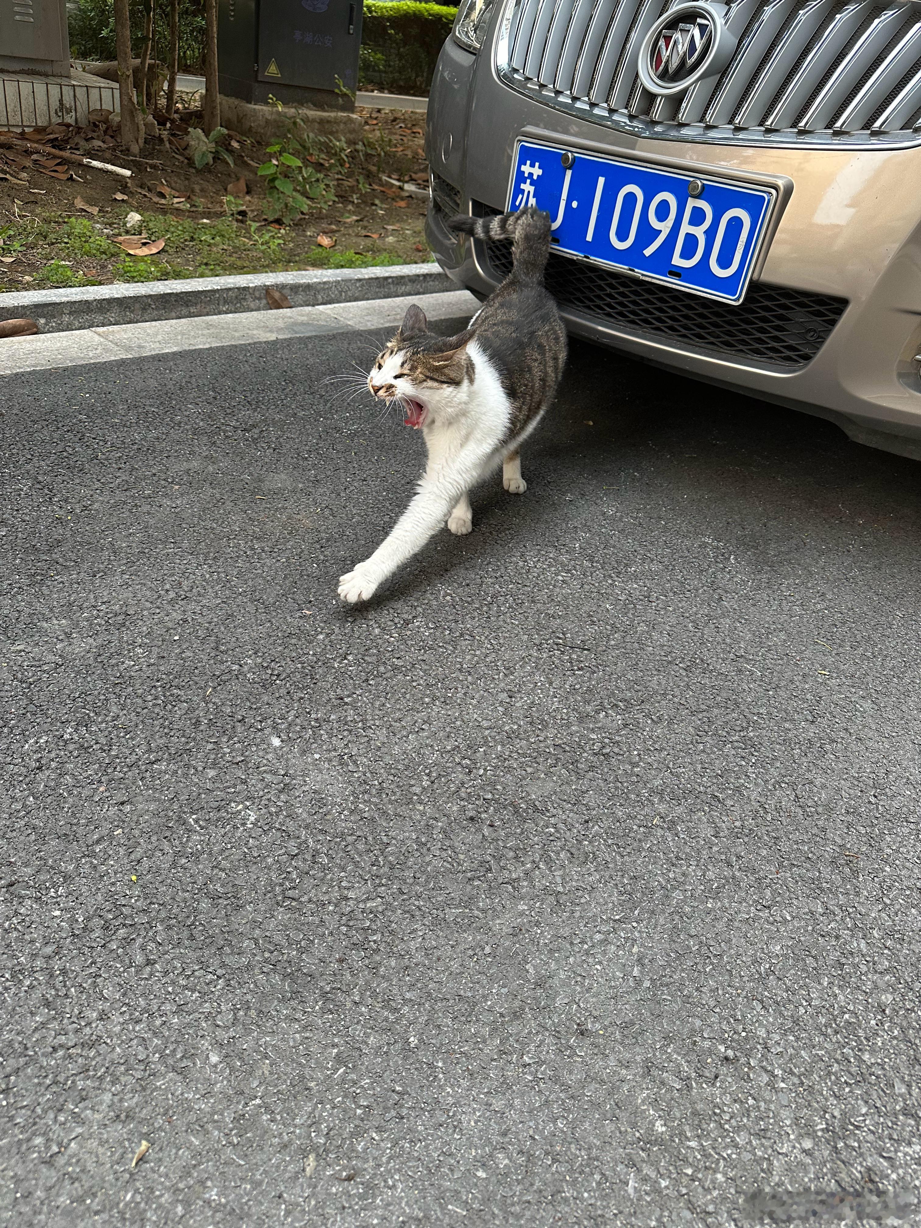 丑猫 