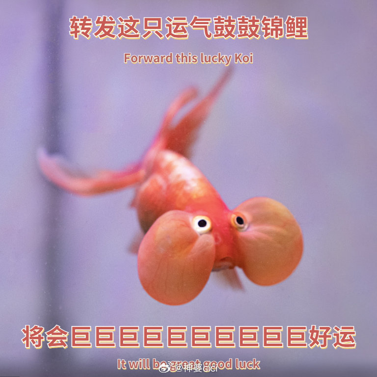 转发这只运气鼓鼓锦鲤，将会巨巨巨巨巨巨巨巨巨巨好运 