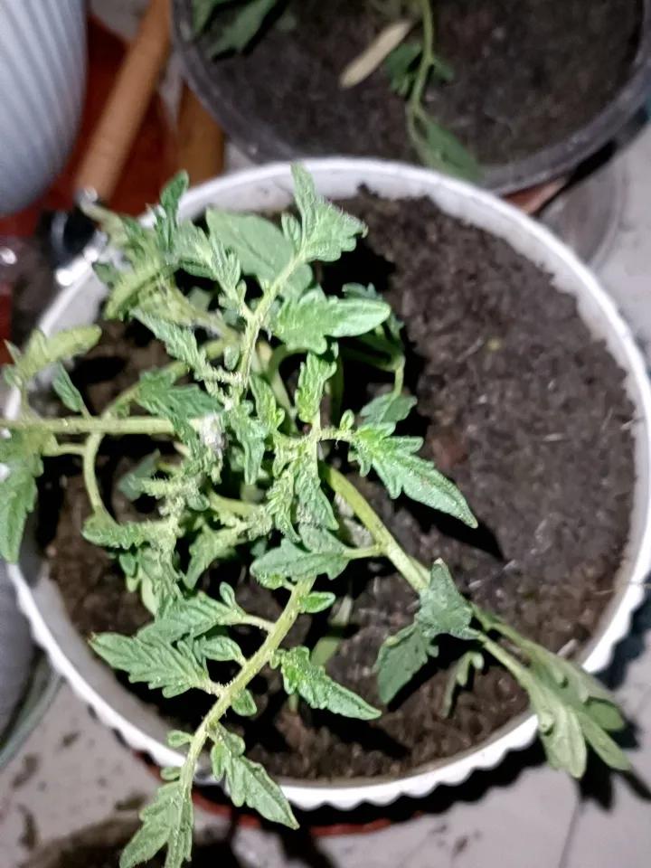 分享一下你随手拍下的照片刚刚在网上买的小番茄苗种下了，等待结果