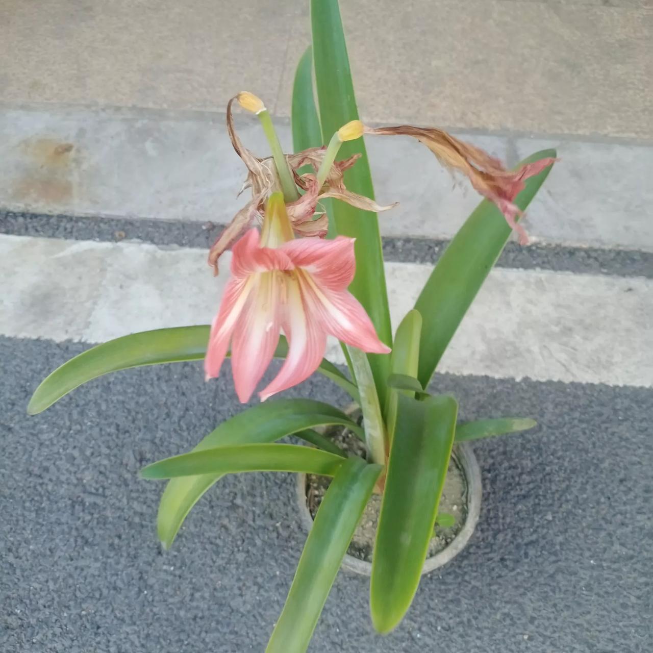 印度在中美之间玩躲猫猫，刚参加上合峰会，金砖线上峰会就没影。卢特里克说，印度会自
