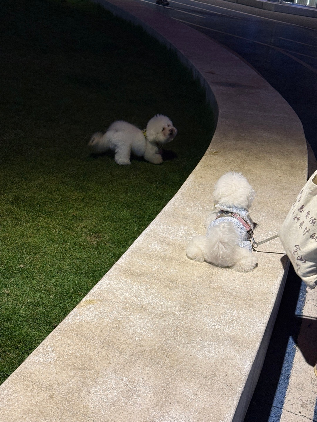 每天再忙也带小ku出门见朋友 豹豹猫猫好👍 ​​​