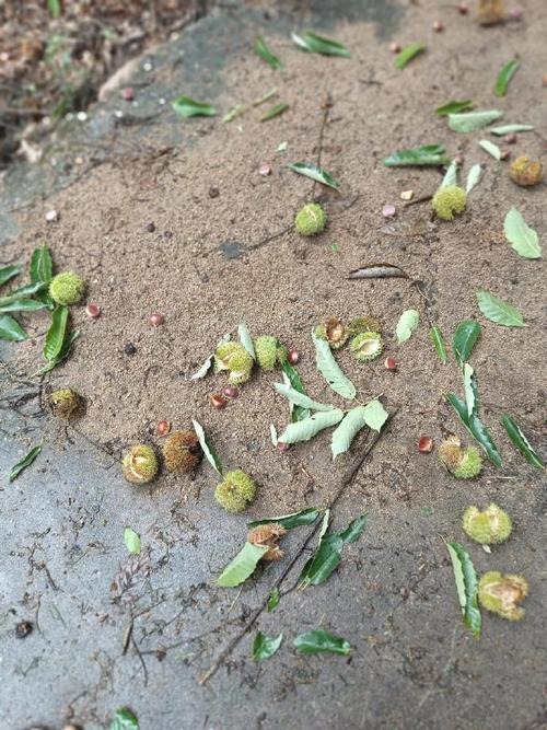 近日，多地景区频现板栗壳随意丢弃的现象，不仅破坏了环境整洁，更暴露了部分游客文明