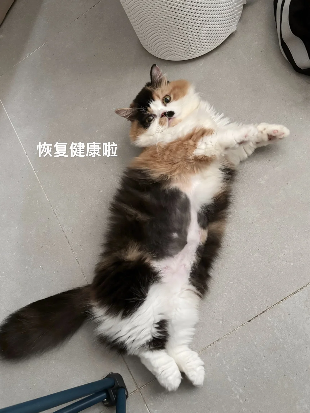 直到小猫绝育我才知道打疫苗到底有多重要