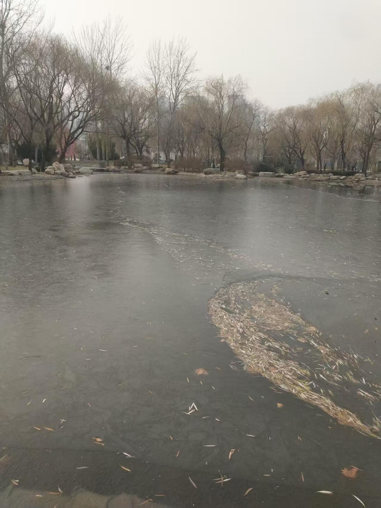 冬天里的公园湖面上结了冰，还有好看的树叶也被冰封进了河面。有弯弯的柳树叶子、像金