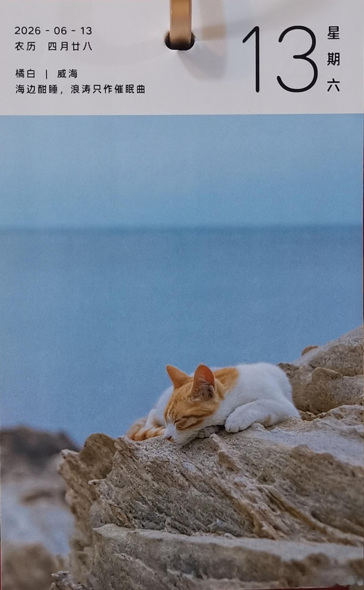猫宁。今日多帅强弟。一日二猫，洋猫中猫，小花和海边小黄。