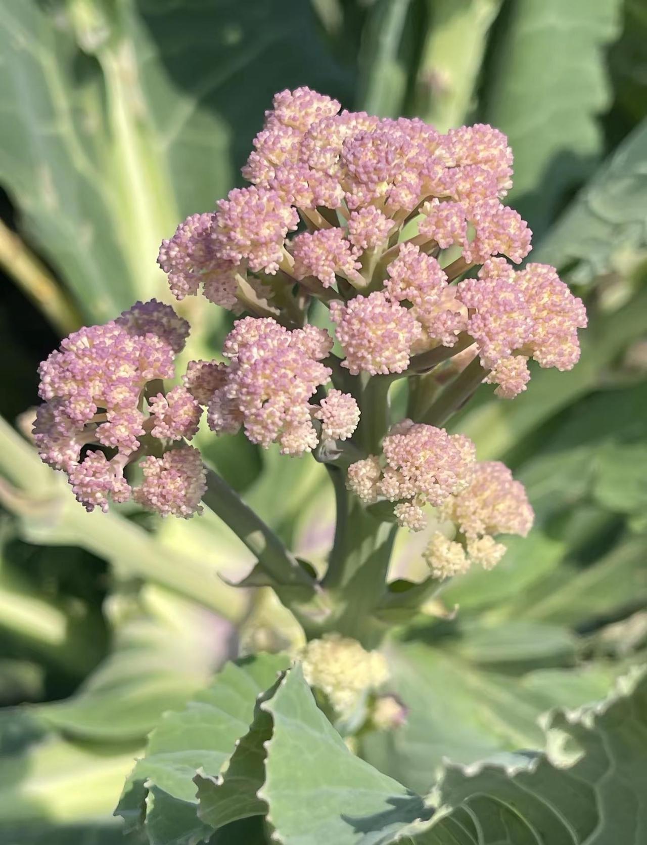 人到中年，褪去浮躁，不再追逐喧嚣与浮华。内心安然笃定，从容平和，不慌不忙，这份自