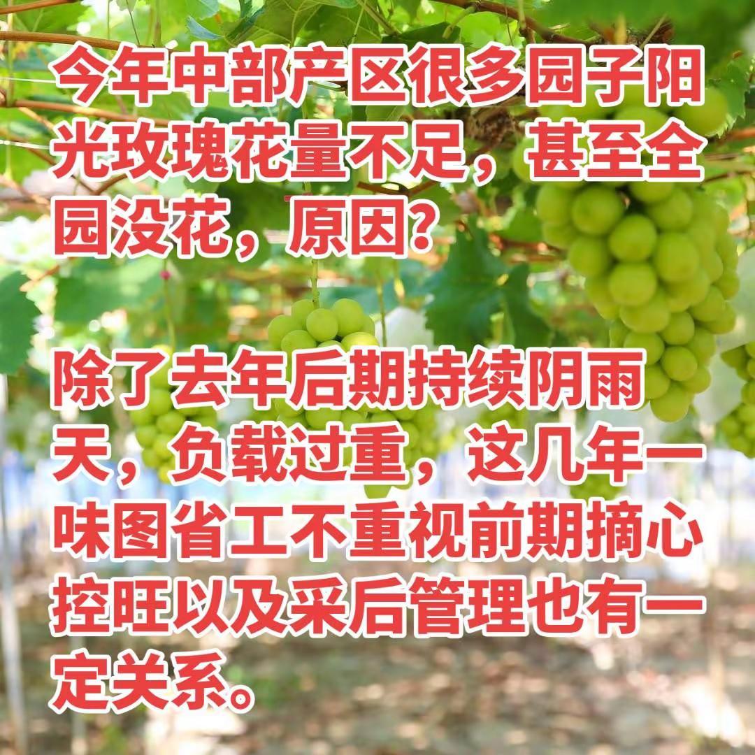 专家的绝招不一定适合你的园子。绝大部分种植户不理解葡萄花芽分化规律，一味的图省工