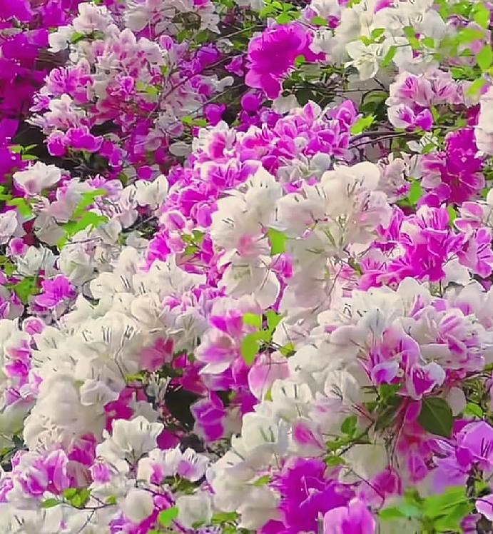 发一张春天拍的花随手拍～