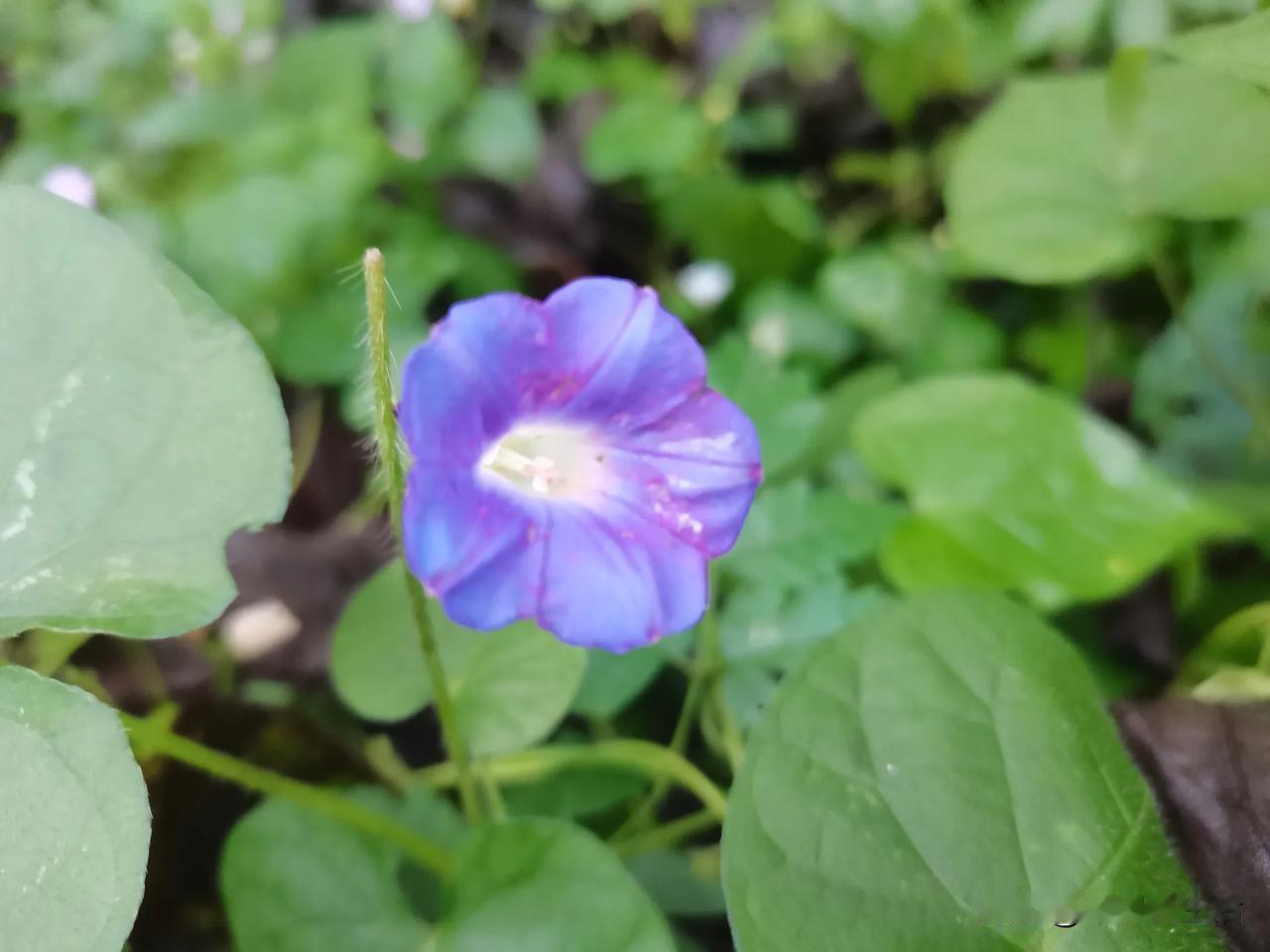 丢人现眼！播就播呗，一边嘴上说这事件舆论太泛商业化、泛娱乐化、泛情绪化，一边伸手