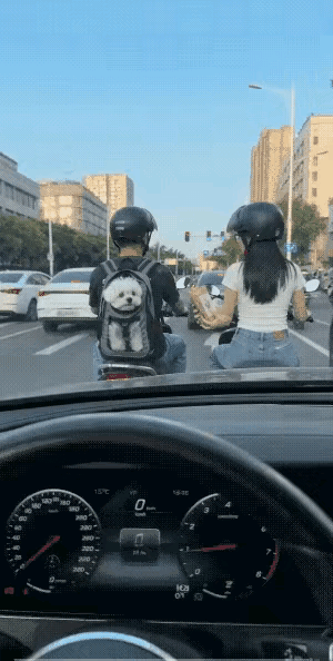 小狗好可爱