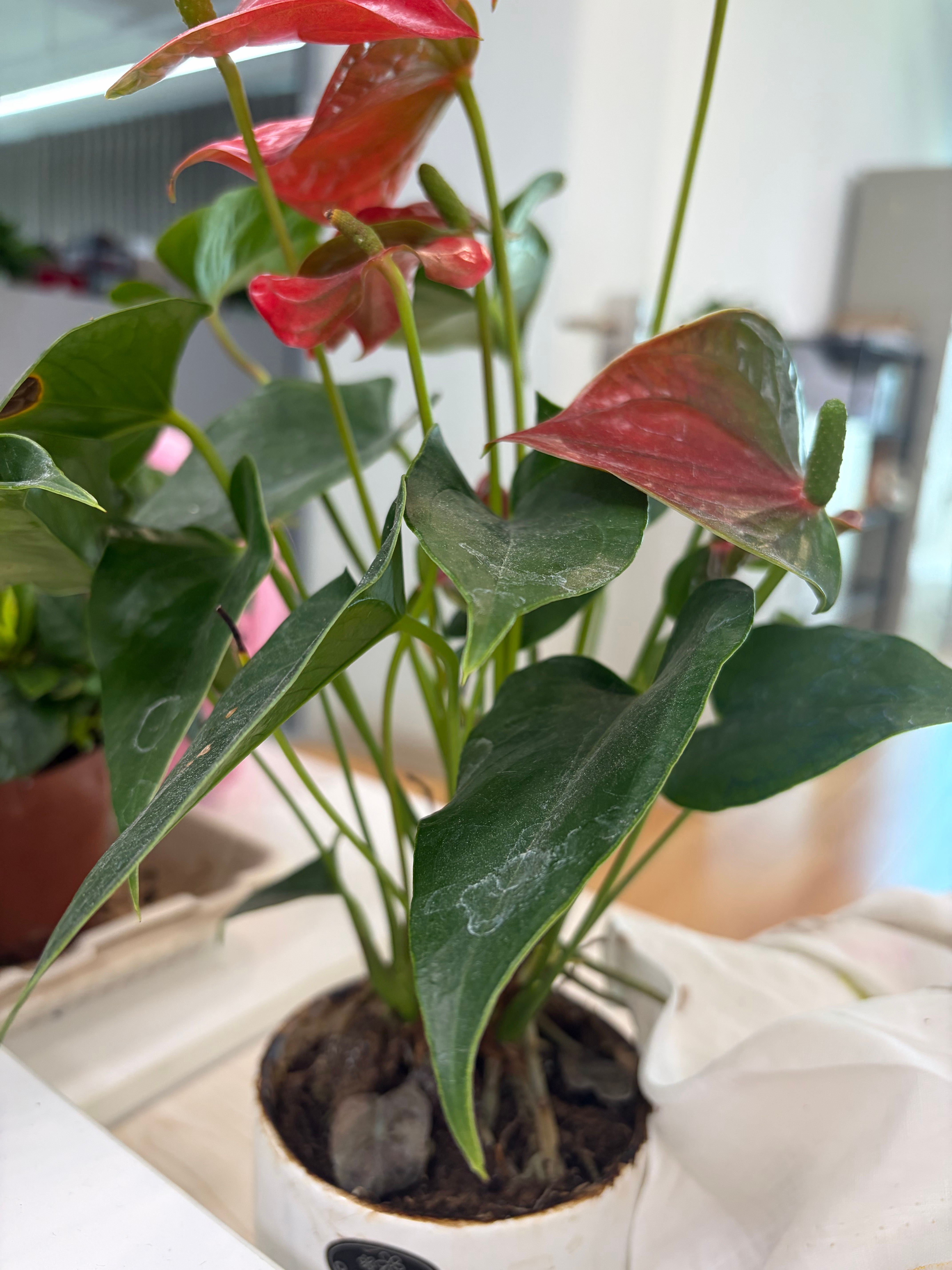 我刚刚才发现护理盘栽的给我换了一盘这个花，也不知道叫什么昨天我同事还说我旁边的绿
