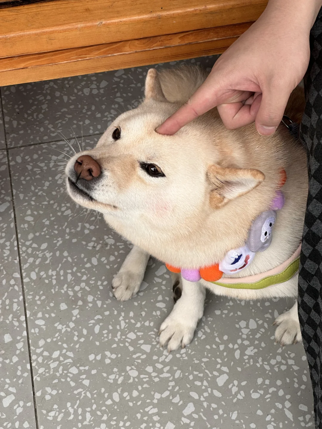 爸爸，你不会骂我吧？