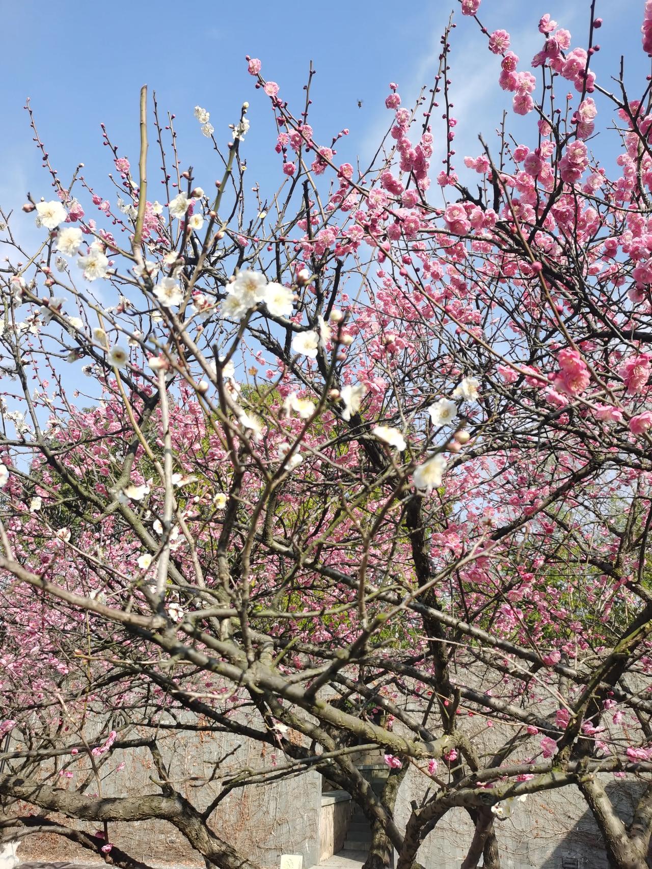 初春增花色