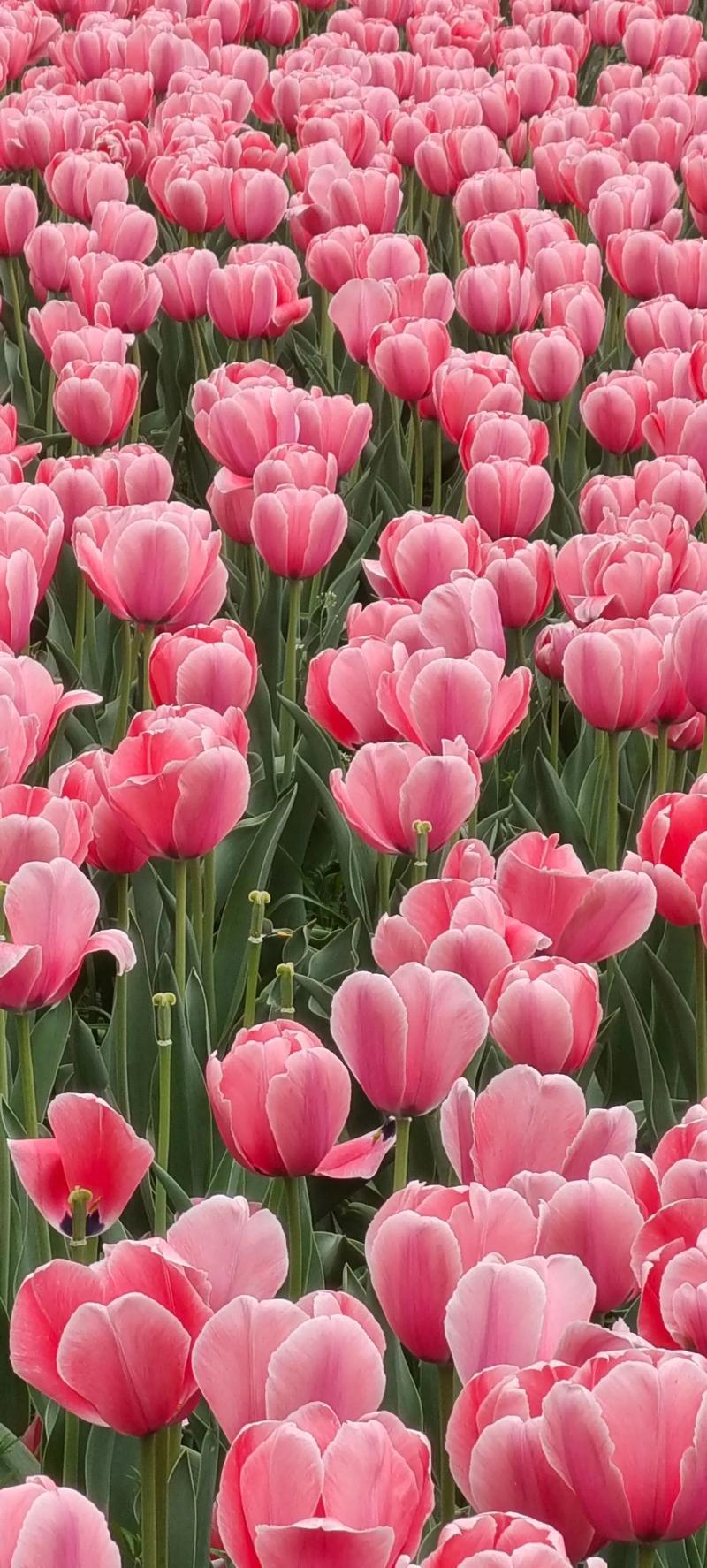 人类为何如此迷恋春天？春天作为四季更替的重要时节，承载着许多自然与文化的象征意义