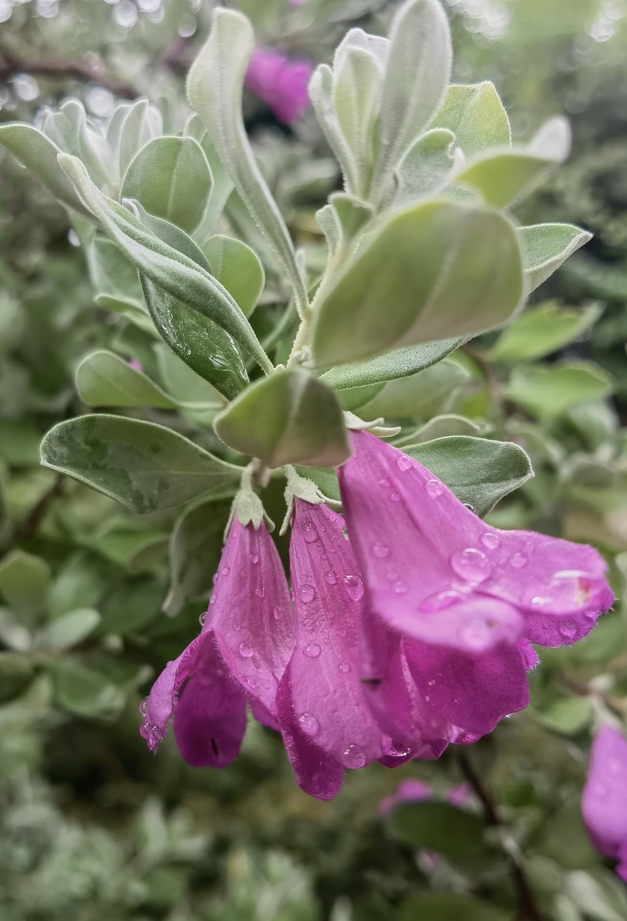 “以讹传讹”的美丽误会，名不副实的红花玉芙蓉。
来自美国德州及墨西哥的一种小花，