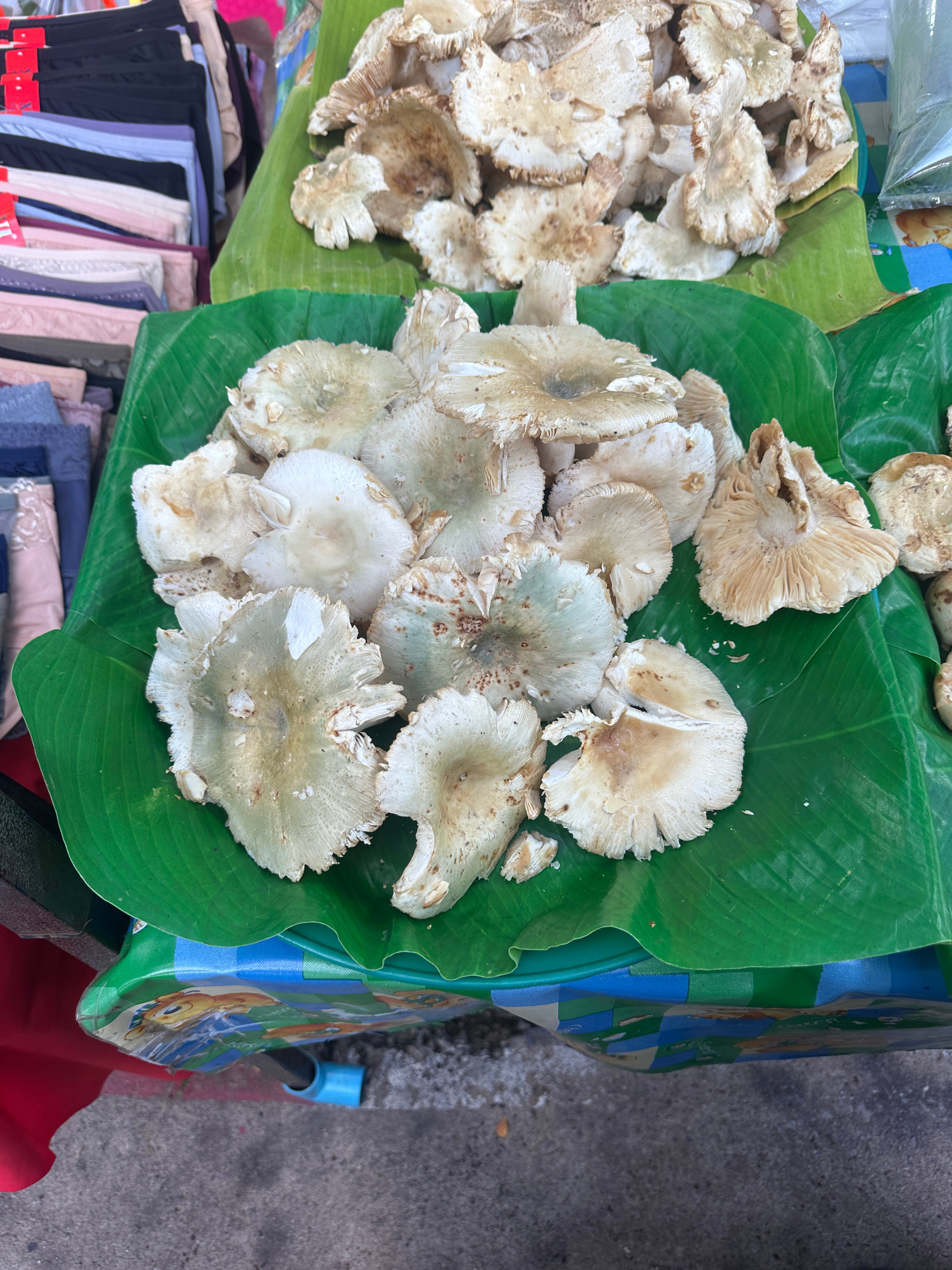 雨季来了，菌子们来了！买了一斤青头菌（云南人说这是青头菌）125泰铢，今天晚上吃