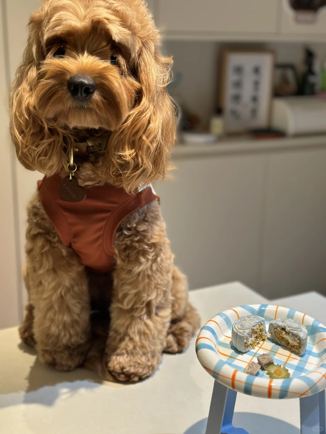 和小狗的第一个中秋节🥮